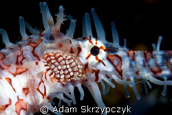 Ghost pipefish closeup. by Adam Skrzypczyk 